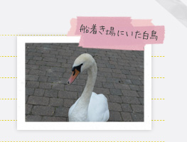 船着き場にいた白鳥